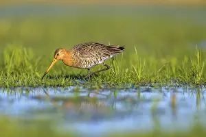 Black-tailed godwit (Limosa limosa) looking for food in wet grass