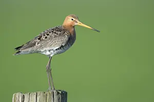 Black-tailed godwit (Limosa limosa) standing on fence post