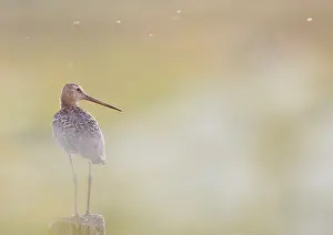 Black-tailed godwit (Limosa limosa) standing on a pole in a pastel-coloured landscape