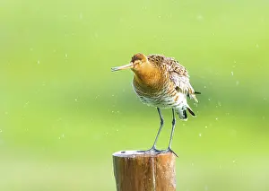 Black-tailed godwit (Limosa limosa) standing on a pole in the rain