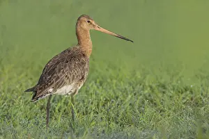 Black-tailed godwit (Limosa limosa) standing in wet meadow