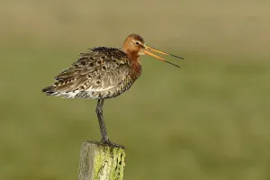 Black-tailed godwit (Limosa limosa) stands on a post
