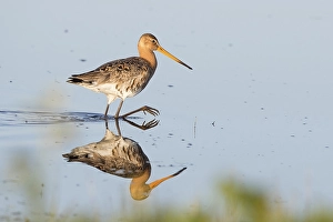 Black-tailed Godwit (Limosa limosa) wading in water