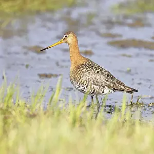 Black-tailed godwit (Limosa limosa) walking in shallow water in a bog