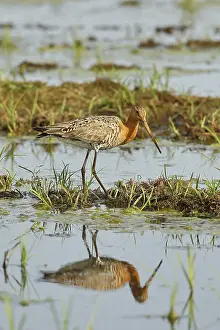 Black-tailed godwit (Limosa limosa) walking in shallow water in a moor