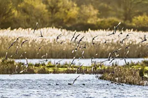 Black-tailed Godwits, Limosa limosa