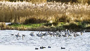 Black-tailed Godwits, Limosa limosa