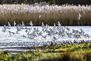 Black-tailed Godwits, Limosa limosa