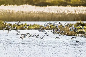 Black-tailed Godwits, Limosa limosa