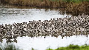 Black-tailed Godwits, Limosa limosa