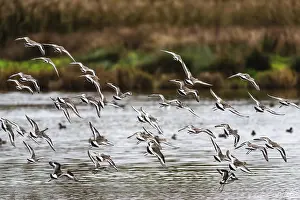 Black-tailed Godwits, Limosa limosa