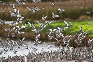 Black-tailed Godwits, Limosa limosa