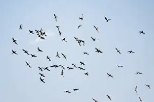 Black-tailed Godwits, Limosa limosa