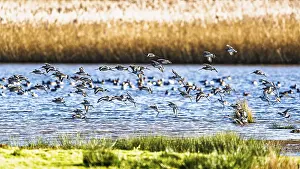 Black-tailed Godwits, Limosa limosa