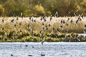 Black-tailed Godwits, Limosa limosa