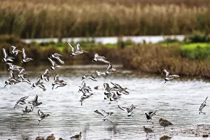 Black-tailed Godwits, Limosa limosa