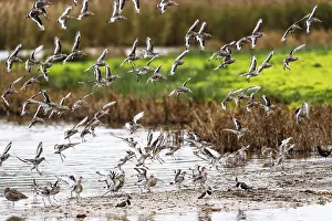 Black-tailed Godwits, Limosa limosa