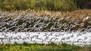 Black-tailed Godwits, Limosa limosa