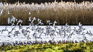 Black-tailed Godwits, Limosa limosa