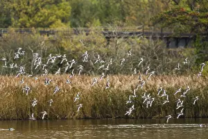 Black-tailed Godwits, Limosa limosa