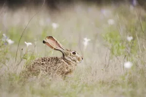 Black-tailed Jackrabbit (Lepus californicus)