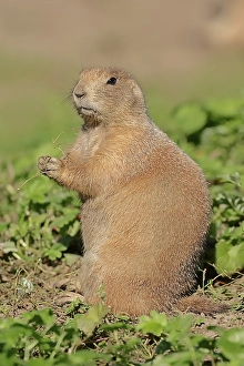 Black-tailed prairie dog (Cynomys ludovicianus)