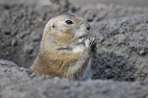 Black-tailed Prairie Dog (Cynomys ludovicianus)