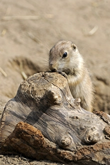 Black-tailed Prairie Dog (Cynomys ludovicianus)