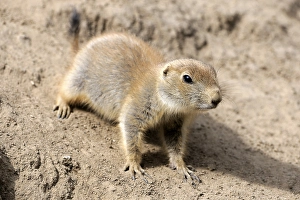 Black-tailed Prairie Dog (Cynomys ludovicianus)