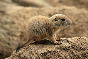 Black-tailed prairie dog (Cynomys ludovicianus)