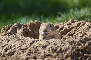 Black-tailed Prairie Dog (Cynomys ludovicianus)