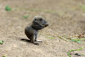 Black Tailed Prairie Dog (Cynomys ludovicianus)