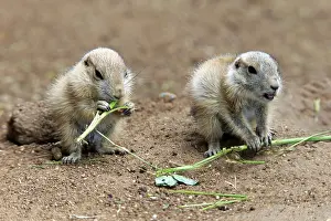 Black Tailed Prairie Dog (Cynomys ludovicianus)