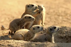 Black Tailed Prairie Dog (Cynomys ludovicianus)