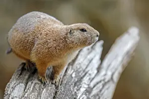Black-tailed Prairie Dog (Cynomys ludovicianus)