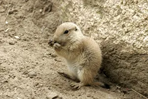 Black-tailed prairie dog (Cynomys ludovicianus)