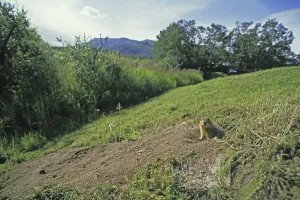 Black-tailed prairie dog (cynomys ludovicianus)
