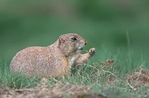 Black-tailed Prairie Dog (Cynomys ludovicianus)