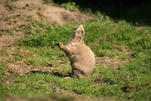 Black-tailed Prairie Dog (Cynomys ludovicianus)