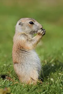 Black-tailed prairie dog (Cynomys ludovicianus)