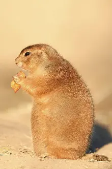Black-tailed prairie dog (Cynomys ludovicianus)