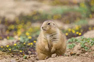 A black-tailed prairie dog (Cynomys ludovicianus) sits on sandy ground