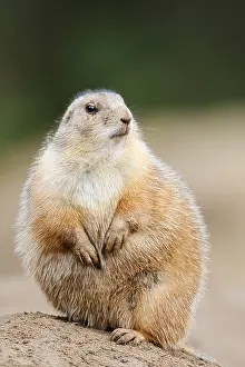 Black-tailed prairie dog (Cynomys ludovicianus) sitting upright on the burrow