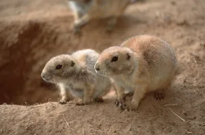 Black-tailed Prairie Dog (Cynomys ludovicianus) with young