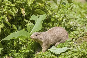 A black-tailed prairie dog sits on fresh green vegetation