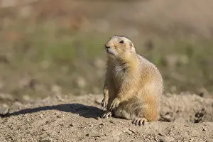 One black-tailed prairie dog sitting on sandy terrain