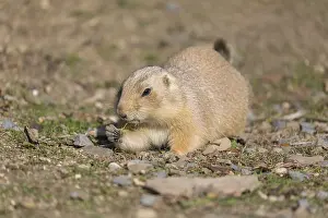 One black-tailed prairie dog sitting on sandy terrain