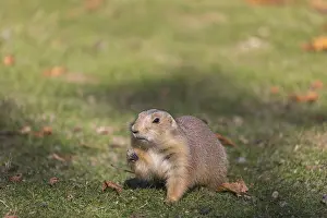 One black-tailed prairie dog sitting on short grass
