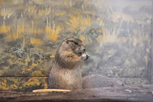 Black tailed prairie dog in Smithsonian National Zoo
