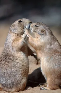 Black-tailed Prairie Dogs (Cynomys ludovicianus)